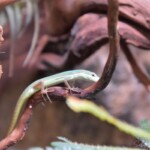Takydromus smaragdinus