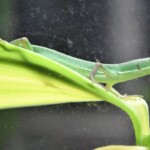 Takydromus smaragdinus