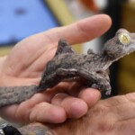 Uroplatus giganteus