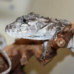 Anolis barbatus