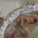 Anolis barbatus