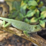 Anolis biporcatus