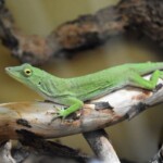 Anolis biporcatus