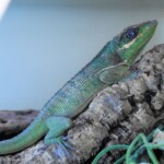 Anolis equestris