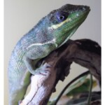 Anolis equestris