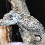 Anolis porcus