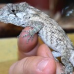 Anolis porcus