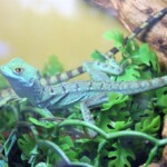 Basilicus plumifrons