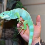Brachylophus bulabula