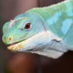Brachylophus bulabula