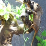 Corytophanes cristatus