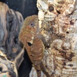 Corytophanes cristatus