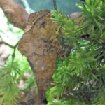 Corytophanes cristatus