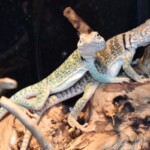 Crotaphytus collaris