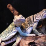 Crotaphytus collaris