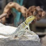 Crotaphytus collaris