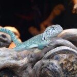 crotaphytus collaris (blazing blue)