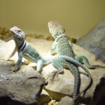 Crotaphytus collaris