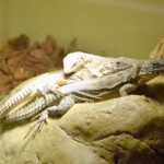 Ctenosaura quinquecarinata