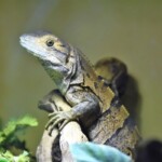 Ctenosaura similis