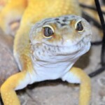 Eublepharis maculatus