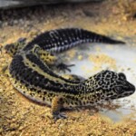 Eublepharis maculatus