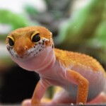 Eublepharis maculatus