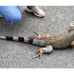 Iguana iguana