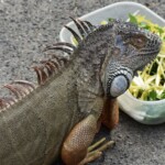 Iguana iguana