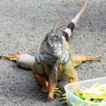 Iguana iguana
