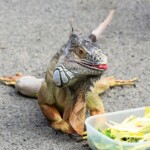 Iguana iguana