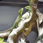 Laemanctus longipes