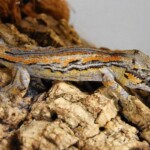 Rhacodactylus auriculatus