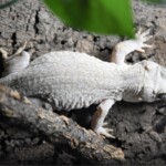 Rhacodactylus auriculatus