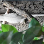 Rhacodactylus auriculatus