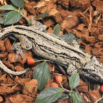 Rhacodactylus auriculatus