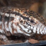 Salvator rufescens