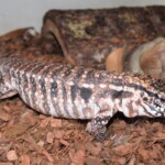 Salvator rufescens
