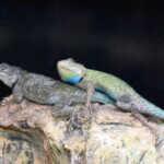 Sceloporus malachiticus