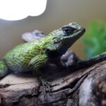 Sceloporus malachiticus