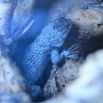 Sceloporus malachiticus