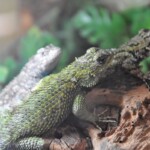 Sceloporus malachiticus