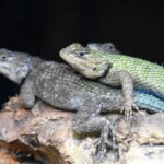 Sceloporus malachiticus