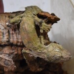 Uroplatus sirkorae