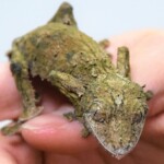 Uroplatus sirkorae