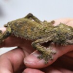 Uroplatus sirkorae
