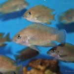Variabilichromis moorii