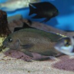 Variabilichromis moorii