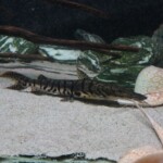 Pseudoplatystoma Fasciatum