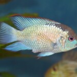 Andinoacara pulcher